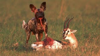 Wild Dogs Show No Mercy To a Poor Gazelle