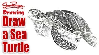 How to draw a Sea Turtle