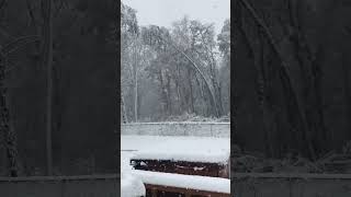 Tall tree snaps in half under weight of snow