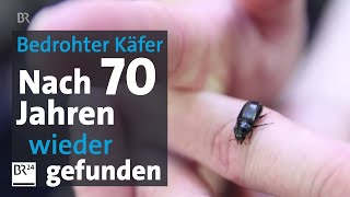 Äußerst seltener Käfer entdeckt: Sensationsfund im Allgäu | Abendschau | BR24