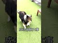 シェルティボールキャッチチャレンジ shorts 犬 dog シェルティ ボールキャッチチャレンジ マッシュル