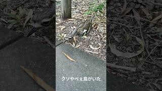 クソやべぇ鳥がいた #鳥 #オーストラリア