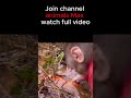 super cute! monkey max catches goldfish#shorts#monkey#animal