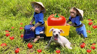 Bu Bu and Amee dog harvest tomato to make fruit juice