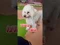 トイプードル トイプー 犬のいる生活 可愛い 愛犬