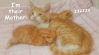 Foster Dad Cat Takes in Orphaned Newborn Kittens ~ The Abandoned Kitten Rescue