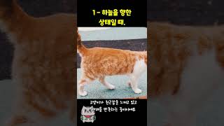 고양이 꼬리가 대각선인 이유는!?