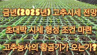 2025년도 고추값 밝은 전망, 고추농사의 황금기는 오는가? #고추시세 #고추값 #고추가격