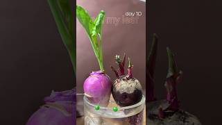 Beet vs turnip 😳 watch till end ⚠️⚠️ timelapse in water for 20days #planttimelapse #beetroot #turnip