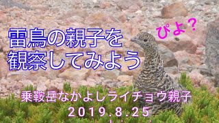 【番外編】乗鞍岳なかよしライチョウ親子【ぴよぴよ】