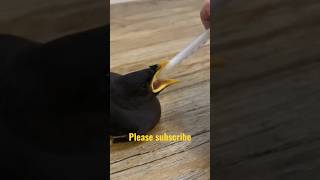 Hungry myna birds#myna#birds#shorts#viral #video #treading #shortfeed #shortsvideo #viralvideo #yt