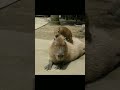 ride it 😏  #capybara #animals #cute #funny #funnyanimals #cuteanimals #capivara #okipullup #memes