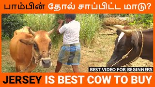 Jersey cow is Best for Dairy farm | Maadu valarpu