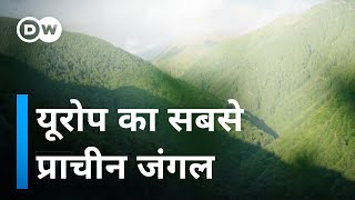 इस जंगल में हर साल जाकर क्या ढूंढते हैं वैज्ञानिक [Researching primary forests]