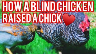 Our Blind Hen Had A Baby🐤🐥😱🐓[The Story♥️]