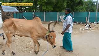 லக்ஷ்மி சுழி உள்ள சேவலை மாடு விற்பனைக்கு | கரூர் குணா நாட்டு மாடு பண்ணை | PART 2 | Dhuuthuvan Saba