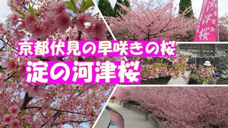 Kawazu Cherry Blossoms in Yodo【Japan Kyoto Outing vlog】Early blooming cherry blossoms in Fushimi.