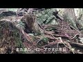 no.105_城跡巡り 赤谷山城址 岐阜県郡上市