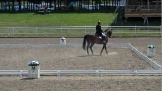 dressage schoolmaster hanovrian gelding PSG