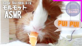 【ASMR】赤ちゃんモルモットのPUI PUI 咀嚼音♪Baby Guinea pig eating sound♪【あゆみぃな】