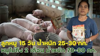 เคล็ดลับและเทคนิคที่เกษตรกรมืออาชีพใช้ดีมอลต์ พลัส ในการเลี้ยงหมู ให้โตเร็ว ในระยะเวลาเพียง 3 เดือน