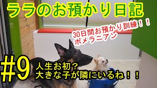 犬のしつけ、訓練ポメラニアン仔犬３０日間お預かり訓練日記＃9