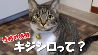 【解説】キジ白ミックスってどんな猫？性格や特徴！