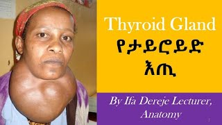 Anatomy of Thyroid Gland የታይሮይድ እጢ አናቶሚ by Ifa Dereje #anatomy #endocrinesystem  #thyroidgland