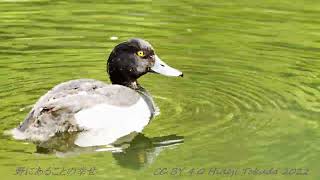 キンクロハジロ 潜水 美しい日本の野鳥 6月