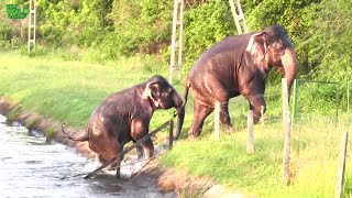 An entire town gets together to free two giant elephants from ZD Canal