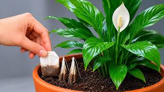 🌸Just put it under the peace lily! It will immediately bloom so much new flowers all year round