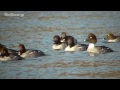 野鳥撮影・ 荒川 ホオジロガモ　common goldeneye