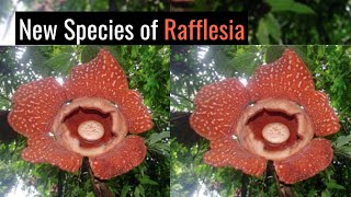 New Species of Rafflesia Discovered in Malaysia