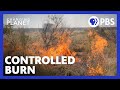 Indigenous Australian Method for Protecting Against Mega-Fires | Changing Planet | PBS