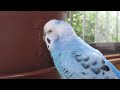 セキセイインコ　あおい　9歳　呪文？