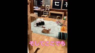 #cat #里親募集中子猫アゴはネコ #instagram #保護猫 #保護動画 #保護ねこの家 #猫のいる暮らし #里親様募集中 #猫カフェ #ねこ #子供