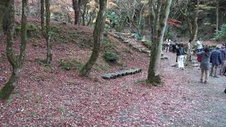 滋賀鶏足寺の紅葉2019