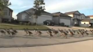 Geese jogging down the road