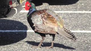 駐車場にキジ（雉）が現れる A pheasant appears in parking lot