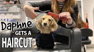 Ep#16: Daphne Gets a Haircut! (Finale) - Cute Dachshund Video!