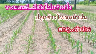 ปลูกข้าวโพดหน้าฝน #ทำคู ขุดร่องระบายน้ำ แก้ปัญหาน้ำขัง,วางแผนดีมีชัยกว่าครึ่ง