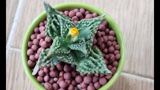 사해파 분갈이 후 꽃봉오리 올라옴_ 노란꽃 볼수 있을 듯 ♥ After repotting the succulent, flower buds appear