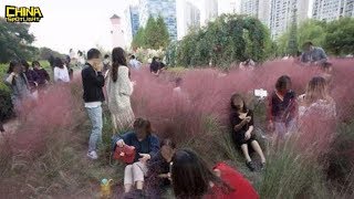 Beautiful pink grass destroyed! 网红粉黛花海被迫全部割掉