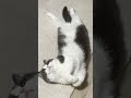 どうしてこんな目に、に、に、👀　 cat catlover ねこの居る暮らし ねことの暮らし ねこと暮らす cute 猫 ねこ 猫のいる暮らし 猫好きさんと繋がりたい テトリス