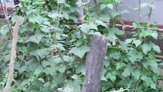 Home Garden in the Rural Laos