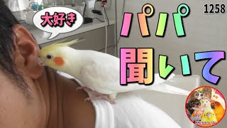 父ちゃん大好きなオカメインコ！パパが帰宅するとこう喜びます！母ちゃんは無視（泣）｜鳥のお喋りとミッキーマウスマーチ 動画1258