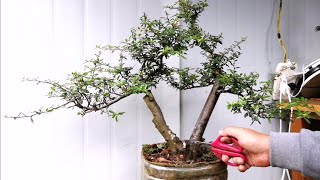 一棵火棘素材的改造Transformation of a Pyracantha material