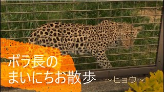 一緒にとべZOO「ボラ長のまいにちお散歩～ヒョウ～」