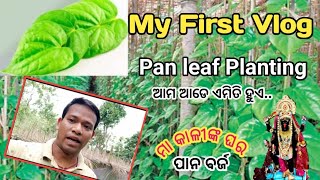 My first Vlog ll ଆମ ଆଡେ ପାନ ବରଜ କେମିତି ? Pan Leaf Planting  #viralvlogvideo  @Youtubevideo