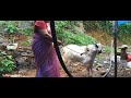 malabari goat farming tellicherry goat farm guide best goat breed in india